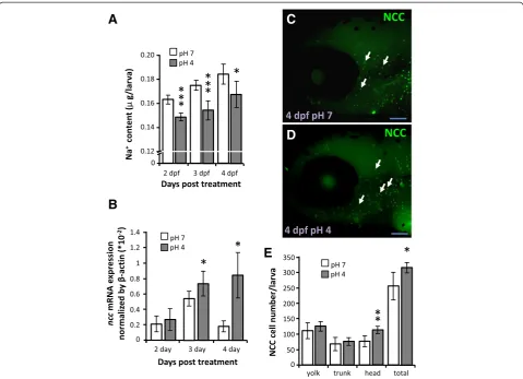Figure 7 Effect of ncc knockdown on Na+ accumulation in zebrafish larvae under acid stress