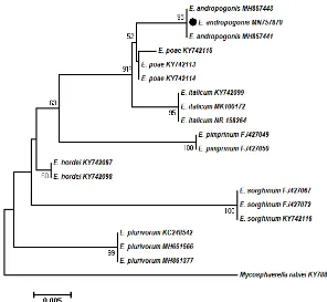 Fig. 3. rabiei Neighbor-joining (NJ) tree based on aligned sequences of ITS region of 19 isolates of Epicoccum and Mycosphaerella  KY788119 as out-group generated in MEGA 7