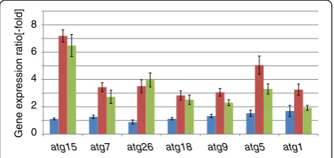 Figure 6 Changes in gene expression of autophagy relatedT. reesei genes on glucose, lactose and wheat straw: blue barsshow the expression of lactose (Lac) cultures relative toglucose (Glc) cultures, red bars show the expression of wheatstraw (Wheat) cultur