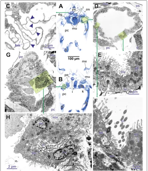 Figure 9 LM and TEM re-sectioning results in conventional figure plate. A, B. LM cross sections that were re-sectioned