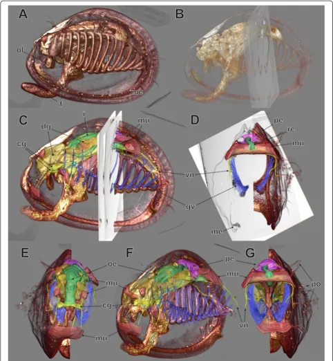 Figure 7 MicroCT data (volume rendering) and LM data (surface rendering andTEM re-sectioning.obliquely left