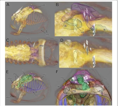 Figure 8 MicroCT data (volume rendering), LM data (surface rendering), and TEM images (renopericardial complex.system.complex and TEM sectionsorthoslices) combined focusing on excretory Volren plus voltex modules used microCT data at high transparency (low