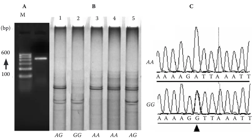 Figure 1. The Polymorphisms analysis of FAp1i fragment. Penal                     A is the electrophoresis examination of amplification product 407 bp of FAp1i primers