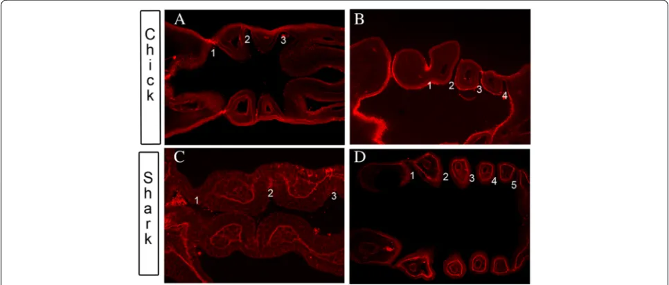 Fig. 1 Overview of pharyngeal segmentation in Chick (Gallus gallus) and catshark (Scyliorhinus canicula) embryos