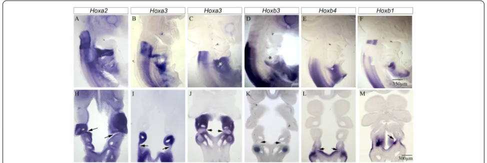Fig. 3 Hox gene expression boundaries and their relationship to the pharyngeal arches and pouches in the chick embryo