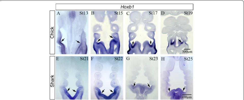 Fig. 5 Hoxb1 expression is spatially and temporally associated with the last formed pharyngeal pouch in both chick and catshark