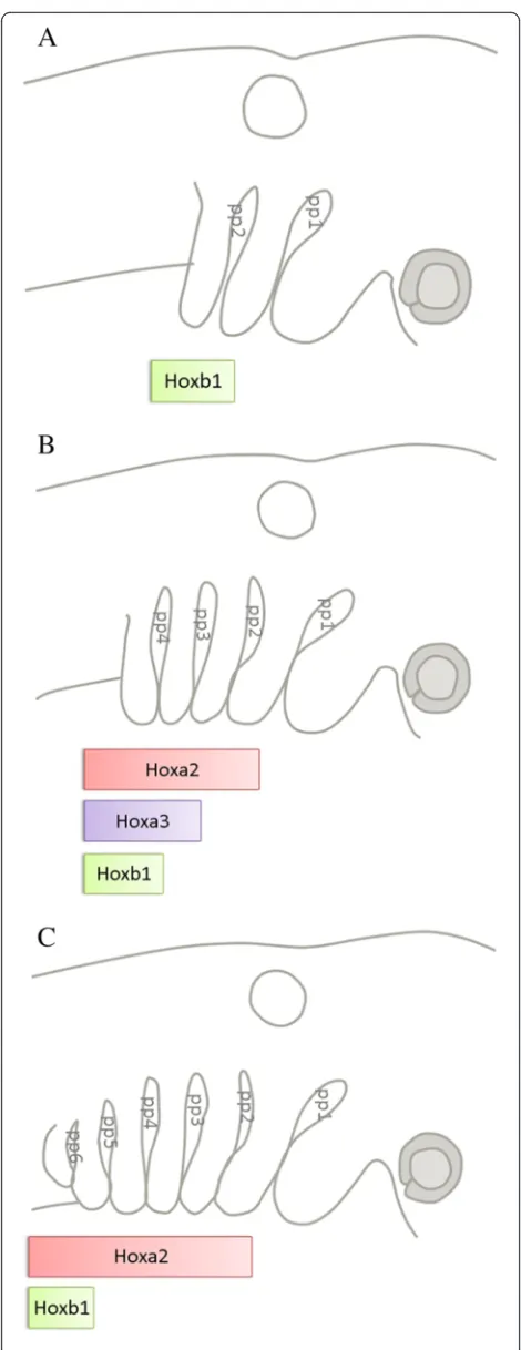 Fig. 6 A conserved pattern of Hox gene expression aligns with thepouches have developed, the anterior limit ofwith the second pouch whileendoderm.rather with the most posterior pouch, which at this stage is the sixthpouch