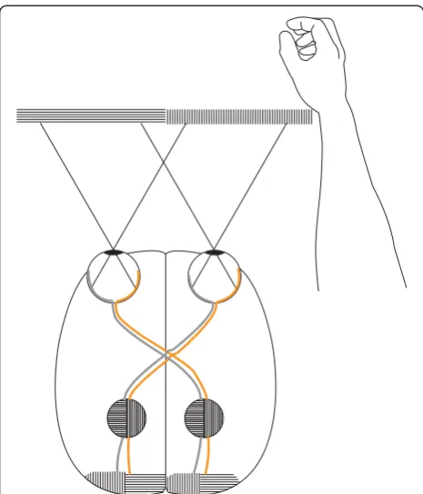 Figure 3 A primate visual system without ipsilateral retinalprojections (IRP). This hypothesized visual system demonstrateshow the primate visual system is likely to function without IRPs