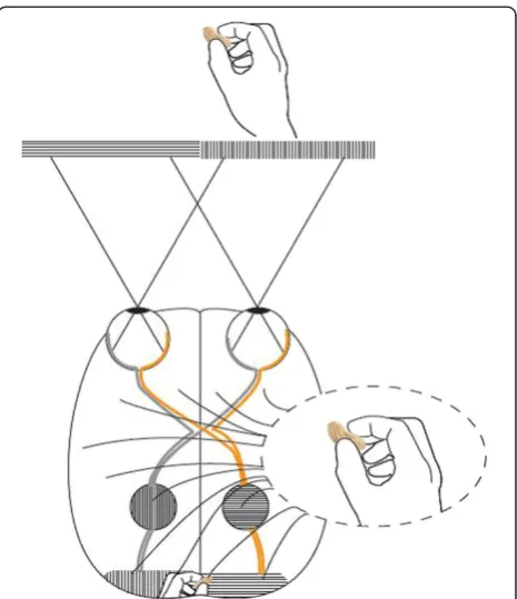 Figure 4 A primate right hand grip. A group of neurons thatcreates a representation of the external world or the own body mayresemble a 3 dimensional coordinate system