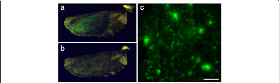Fig. 1 Fluorescent signals from the Dll-GFP fusion protein expressed in pupal wings after baculovirus-mediated gene transfer.areas signify GFP fluorescent signals.patch that is enlarged in a A non-treatedpupa under the blue illuminator