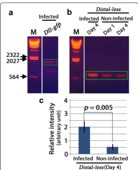 Fig. 3 Detection of(boxed bands) corresponding to the predicted cDNA size, 855 bp.Pupal wings were isolated at the post-infection day indicated.Endogenous Dll-gfp mRNA from wings by RT-PCR