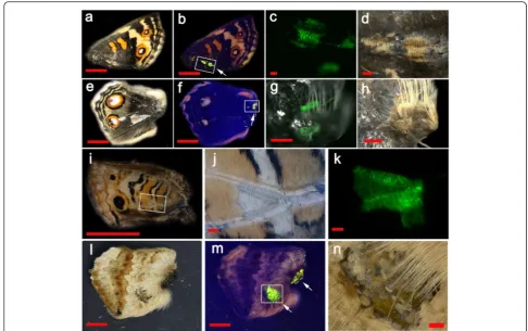 Fig. 4 GFP expression in adult wings after the treatment with the( gfp baculovirus vector