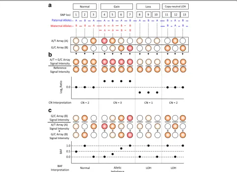 Fig. 2 Principles of Copy Number and B-allele Frequency Calculation and Presentation in the OncoScan Microarray Analysis a Copy number variations of