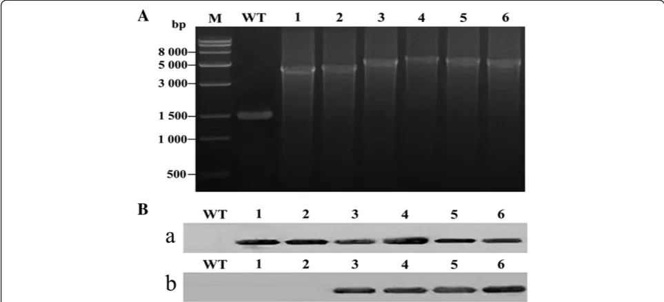 Figure 1 PCR and immunoblot analysis of wild-type (WT) Synechocystis and desaturase transformants