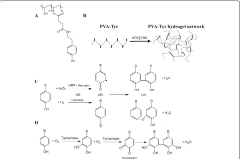 Fig. 1 Schematic of PVA-Tyr macromer (n = 364, m = 7) (a) and polymerization of PVA-Tyr hydrogel network (b)
