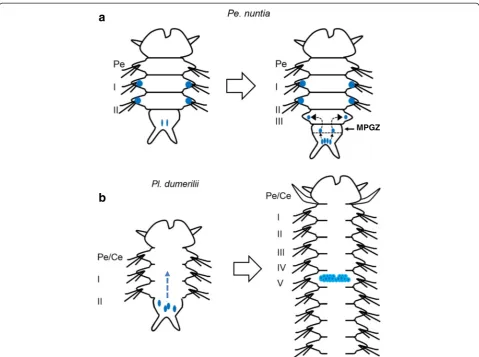 Fig. 10 Schematic diagrams on the mechanisms of germ cell distribution in the Nereidid polychaetes