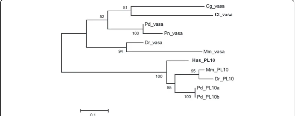 Fig. 2 Pn-vasabody segment, dorsal view.showing the location of thesegment. D, dorsal direction; V, ventral direction; P, posterior direction; A, anterior direction; SNL, superior notopodial ligule