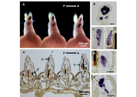 Fig. 4 Pn-vasaBdirection; A, anterior direction; G, gut. Scale bar:parapodia, dorsal view