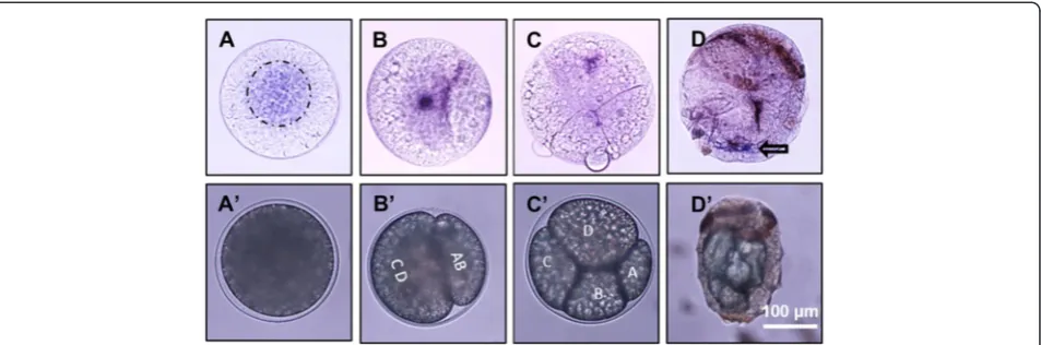 Fig. 7 Pn-vasain the CD-cell quadrant.posterior region (black arrow). The anterior region of the larva is characterized by the presence of a mesodermal band which contains the pigment cells [46].Scale bar: mRNA in embryos and larva