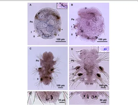 Fig. 8 Pn-vasa expression patterns in larva and juvenile. A Larva at 72 hpf showing the presence of four somatic cell clusters in segments I and II(asterisks) and a small Pn-vasa positive cell at the most posterior end (box frame, inset)