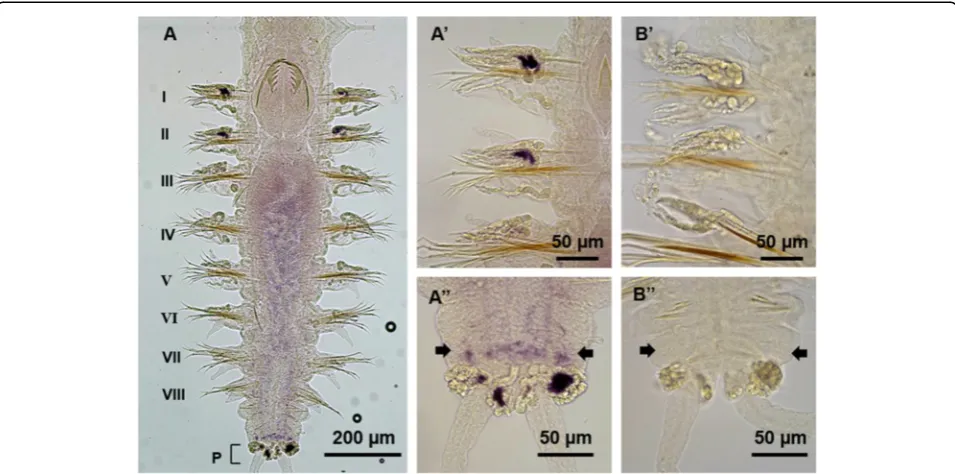 Fig. 9 Pn-vasa mRNA in the juvenile worm. A Pn-vasa signal is strongly expressed in the older segments, I and II and becomes weaker towardsthe younger segments (Segment III-VIII)
