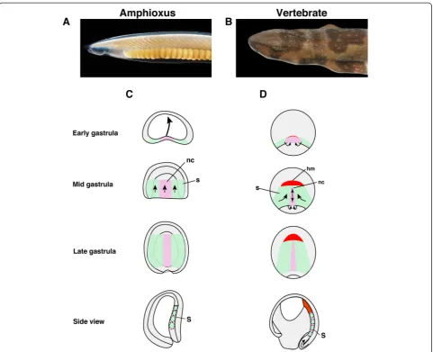 Fig. 1 Comparison of amphioxus and vertebrate early development.(progenitor is labelled in a Adult female amphioxus (Branchiostoma japonicum)