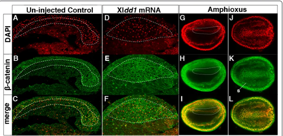 Fig. 4 Difference of Wnt/dorsal mesoderm of control embryos (dorsal mesoderm (β-catenin-signalling input in the amphioxus and vertebrate dorsal mesoderm