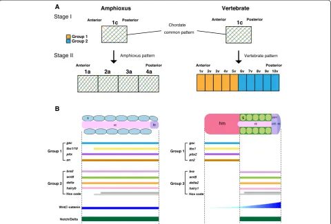Fig. 5 Vertebrate head mesoderm evolved through polarization of ancestral mesodermal patterning.mandsomitogenesis both in amphioxus and vertebrates.group 1 and group 2 are co-expressed both in amphioxus and vertebrate dorsal mesoderm