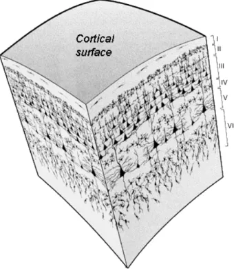 Figure 1.4: Schematic diagram of cortical column architecture, demonstrating the lam- lam-inated morphology of the cortical sublayers, with microcolumns passing through the layers perpendicularly