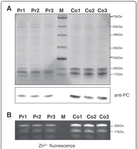 Figure 6 Reduced accumulation of α phycocyanin in theproducer (Pr1-3) in comparison to the control strain (Co1-3).(A) Soluble protein extract (3 μg) from three replicate cultures foreach strain were separated using a 16% Tricine-SDS polyacrylamidegel conta