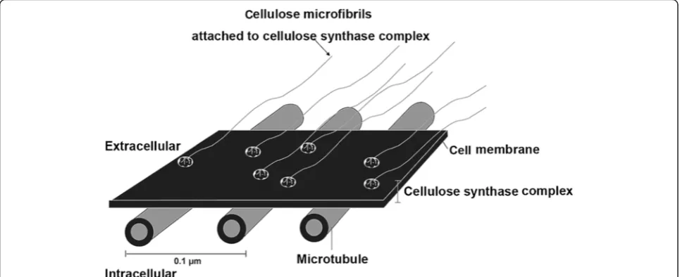 Fig. 10 Schematic drawings of extracellular cellulose microfibrils attached to the intracellular microtubule [confirmed permission from referencejournal 11]