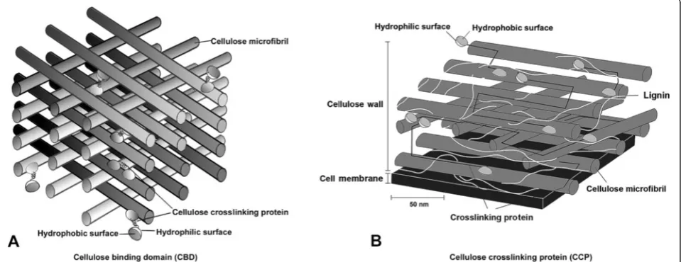 Fig. 3 Schematic drawing of the cellulose binding domain (a) and cellulose crosslinking protein with cellulose microfibril and lignin (b)[confirmed permission from reference journal 11]