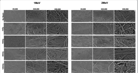 Fig. 8 H&E and masson trichrome staining of coronal sections of the regenerated frontal bone underneath each different conditioned CM(×40 magnification)