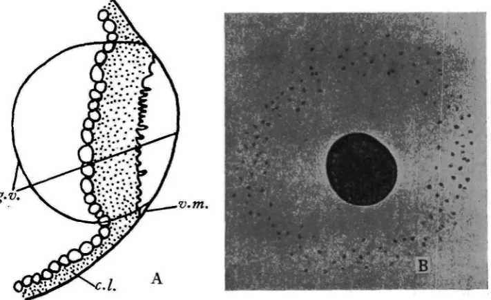 Fig. 1. A. Camera lucida outline drawing of a portion of an unfertilized ovum of NereisNereis limbata limbata