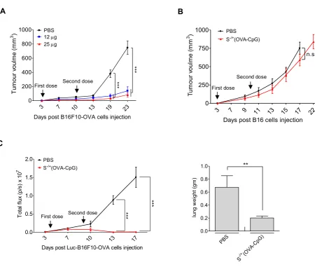 Figure S6. Assessment of anti−tumour immunotherapeutic efficiency of S−/+cells injection, tumour−inoculated mice were immunized containing 12 µg OVA