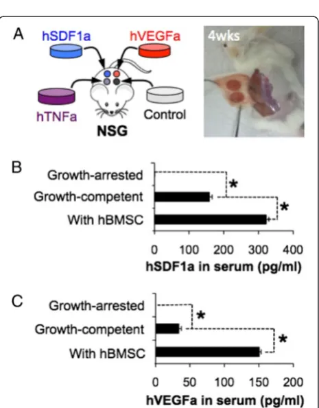 Fig. 1 Creating genetically engineered stromal cell-coated implantable microenvironments