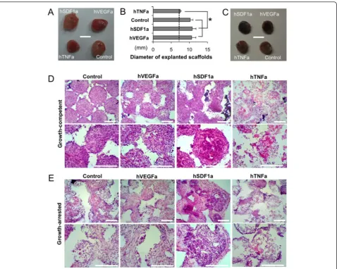 Fig. 3 Comparison of tissue formation between growth-competent and growth-arrested genetically engineered stromal cells seeded scaffolds