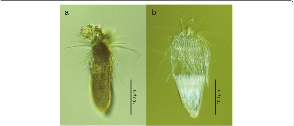 Fig. 1 Rugiloricus sp., an undescribed loriciferan. Nomarski photomicrographs of the hologenophore of the specimen of Rugiloricus sp