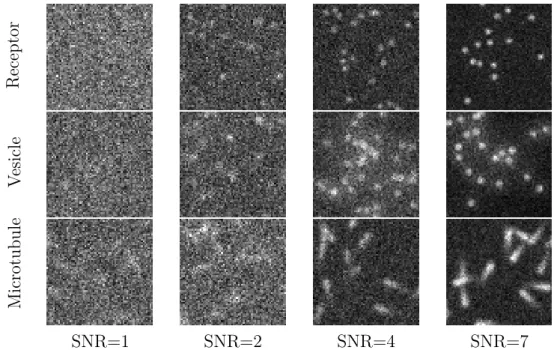 Figure 7.4: Example images showing image sections of all employed scenarios from the Particle Tracking Challenge dataset.