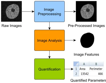 Figure 1.6: Meta image analysis workflow with an example of cellular phenotyping