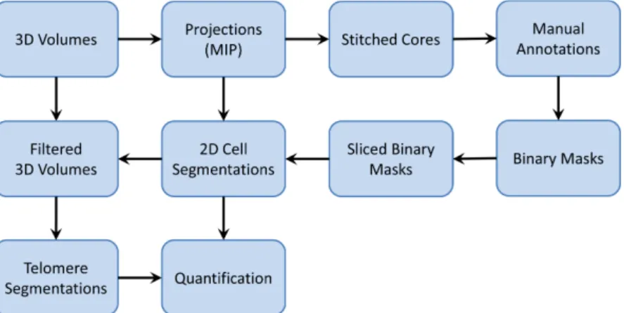 Figure 4.3: Workflow for telomere quantification in glioblastoma and prostate tissue images.