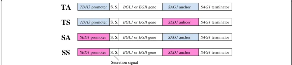 Figure 1 Construction of novel gene cassettes for the yeast cell-surface display of cellulolytic enzymes