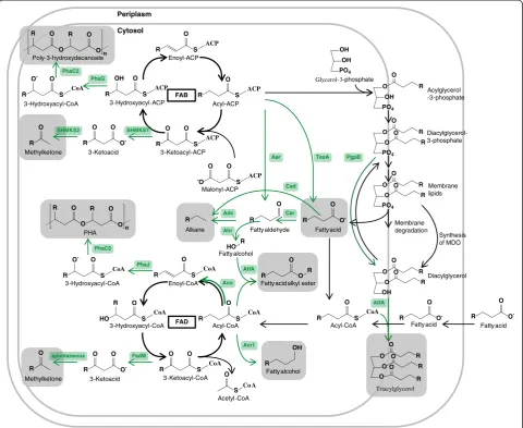 Figure 4 Metabolic pathways for the production of fatty acids and derived compounds. Enzymes and arrows are shown in green, if thepathway to which they belong departs from the wild-type fatty acid metabolism