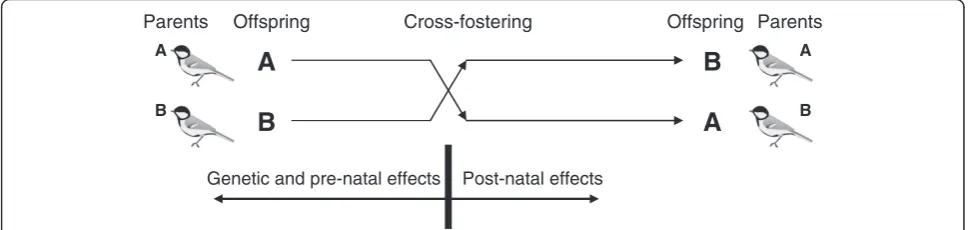 Figure 1 Design of the cross-fostering experiment. Offspring from two nests (nests A and B) were swapped two days after hatching