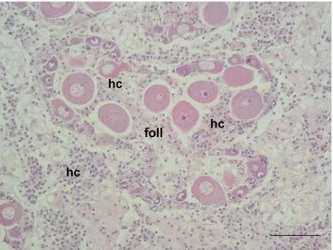 Fig. 2 Crassostrea gigas, Norderney harbour; massive haemocytecongestion (chc) in secondary duct of mid gut gland (mgg); bar 25 �m,HE staining