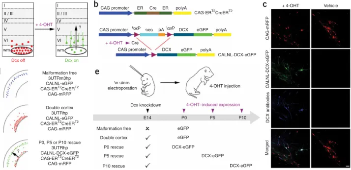 Figure 1 Temporal control of Dcx expression in mispositioned neurons by using Cre-dependent expression vectors and 4-OHT–activatable Cre recombinase.