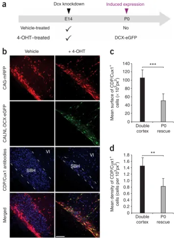 Figure 3 Migration of fated upper layer neurons from SBH. (a) A schematic diagram of experiments