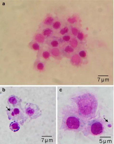 Fig. 1 Nuclear abnormalities (a), binucleated (b) and micronucleatedcells (c) observed in gill tissue of B
