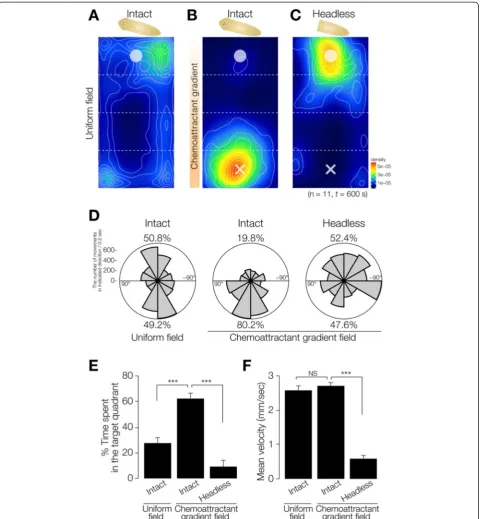 Figure 3 Chemotaxis of intact and headless planarians. (A) Heat map view with contour lines of the averaged behavior of 11 individuallyassayed intact animals in a uniform field