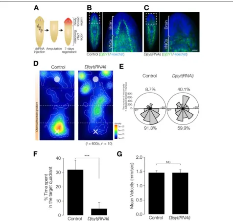 Figure 4 Chemotaxis of planarians that had lost of brain neural activity by Readyknock of synaptotagmin gene
